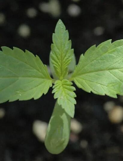 Guide officiel de la culture du cannabis en extérieur (2025)