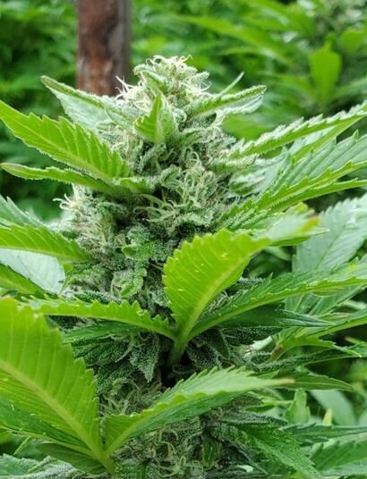 Weed plant