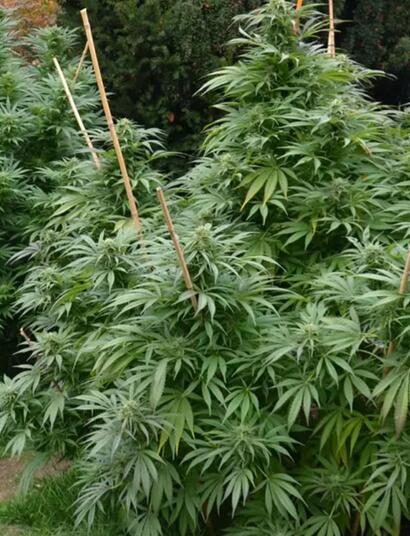 Culture outdoor : les meilleurs terroirs français