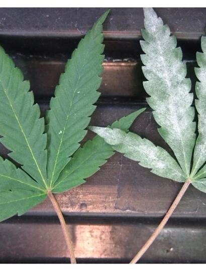 powdery mildew on a leaf