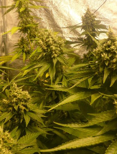 Les coupures d’éléctricité vont-elles impacter la culture en indoor ?