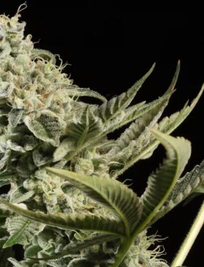 Paradise Seeds en partenariat européen exclusif avec Compound Genetics