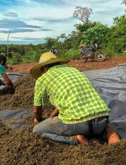Paraguay: en las plantaciones más grandes de cannabis de América del Sur
