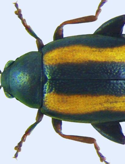 Phyllotreta nemorum