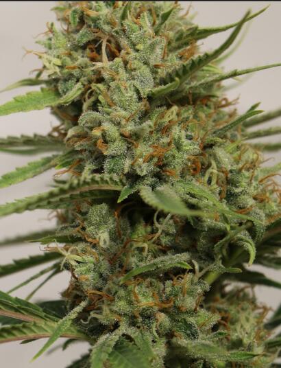 Sol vivant : techniques et ingrédients