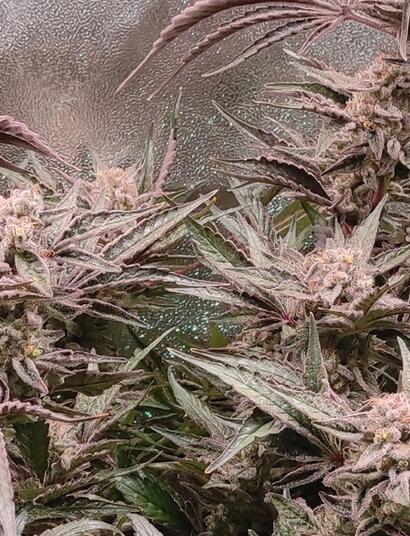 French grower depuis 1991
