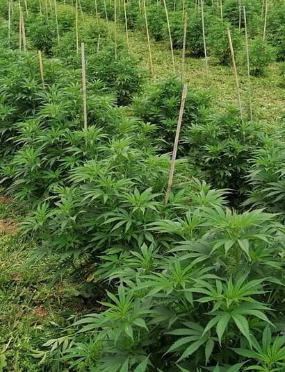 Interview de Kevin Taschet, master grower