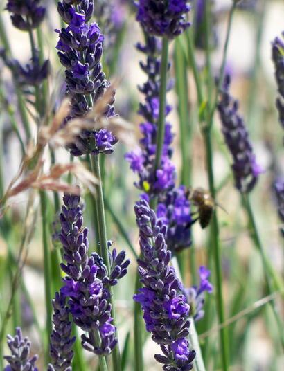 Linalol : cannabis et lavande