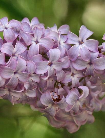 Terpinéol : cannabis et lilas