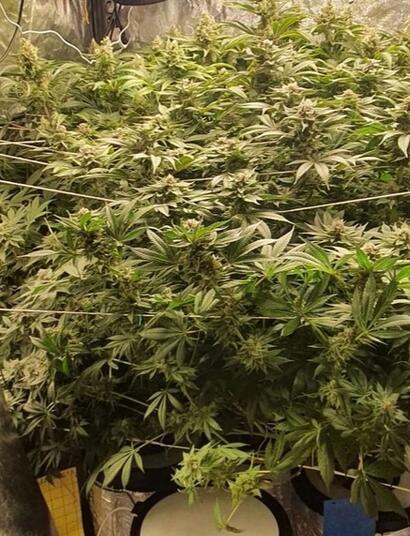 RDWC : culture en eau profonde avec recirculation