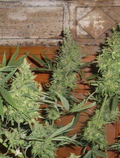 Les 600 composés du Cannabis sativa L.