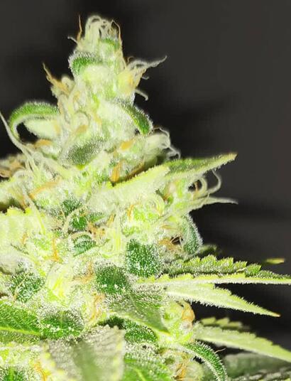 Cannabis News Deutschland, Schweiz und Österreich