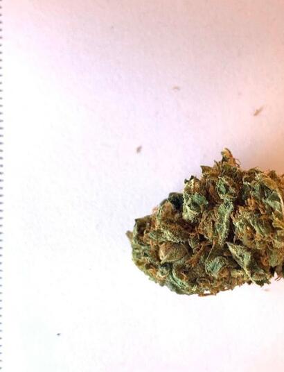 Doit-on parler de fleurs ou de fruits de cannabis ?