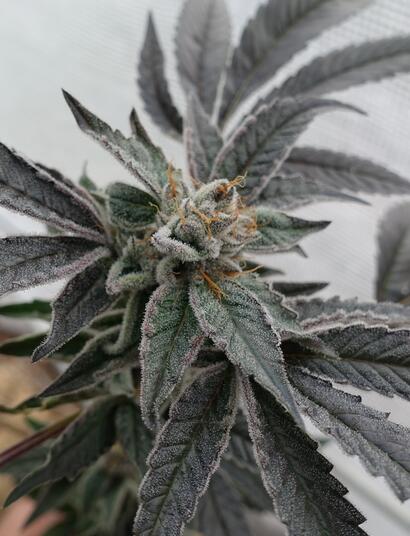  L’Anthocyane, un pigment entre protection et attraction