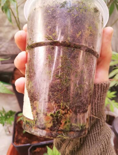 Empieza tu cultivo ecológico de marihuana en suelo vivo