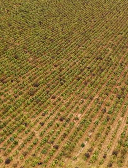 Espagne : découverte de la plus grande plantation de chanvre illégale d’Europe Dans la province de Navarre, dans le nord de l'Espagne, la police a déclaré avoir découvert la plus grande plantation de cannabis en Europe. La plantation découverte se composait de onze champs pour un total de 67 hectares.  La plus grande plantation de cannabis en Europe était en fait une immense plantation de chanvre illégale destiné à l’extraction de CBD. L'opération a permis de détruire 415 000 plants de chanvre et d’arrêter 