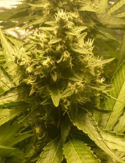 Les plantes utilisent-elles la lumière verte pour la photosynthèse ?