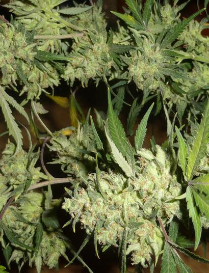 Culture indoor : augmenter le rendement