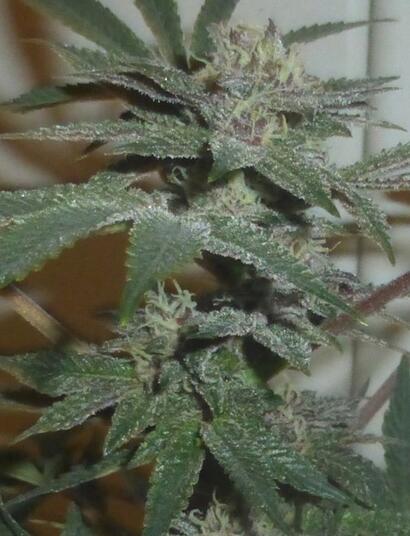 Les phytohormones du cannabis (Photo : Olivier F)