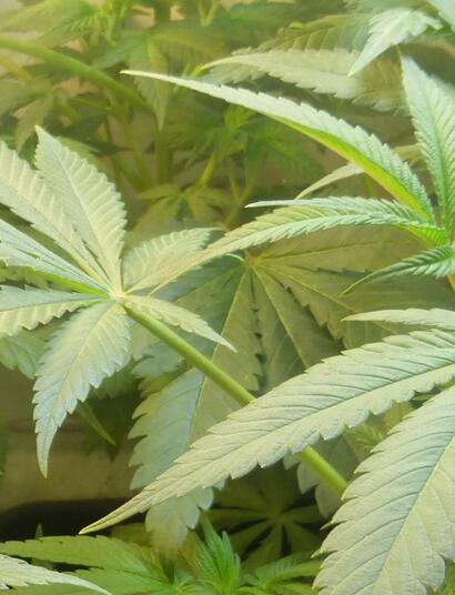 Les principaux phytocannabinoïdes 