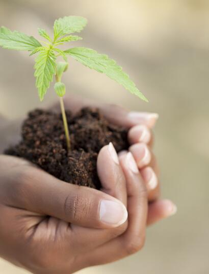 Piedra pómez, guano, perlita y harina de hueso: aditivos al sustrato de marihuana.