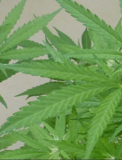 Le podcast du CESE sur la légalisation du cannabis