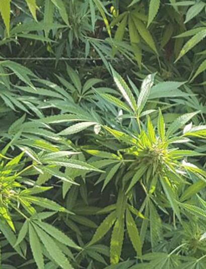 Du savon noir pour nettoyer vos plantes