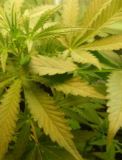 Interview NORML France : opération Score