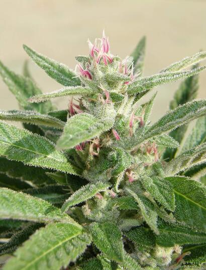 Plantas rosadas de marihuana