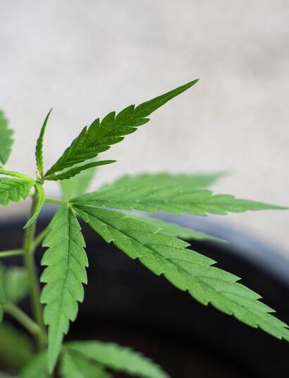 Poda de marihuana apical, FIM y pinzado