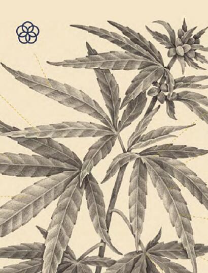 Politicas-Cannabis