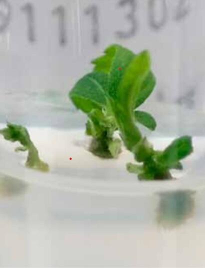 La polyploïdisation, un moyen potentiel d'accroitre les récoltes