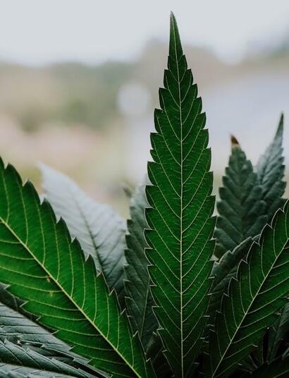 ¿Por qué y cómo el cannabis elimina metales pesados del suelo y transforma residuos en carbón sostenible?