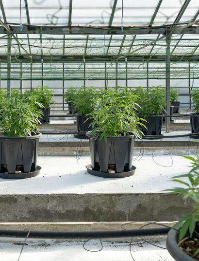 ¿Por qué usar invernaderos?