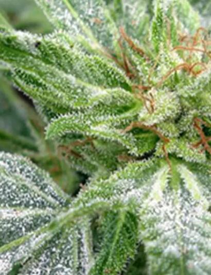 Schützt das Cannabis vor Echtem Mehltau. Erfahrt alles über Ursachen, Prävention und Hausmittel wie Backsoda oder Milch.