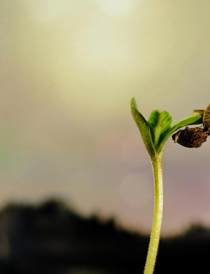 Preparar el Espacio de Cultivo y Germinación