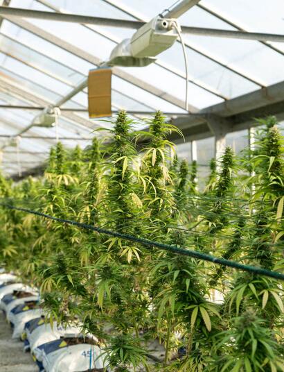 Produkce léčebného konopí ve Španělsku strmě roste