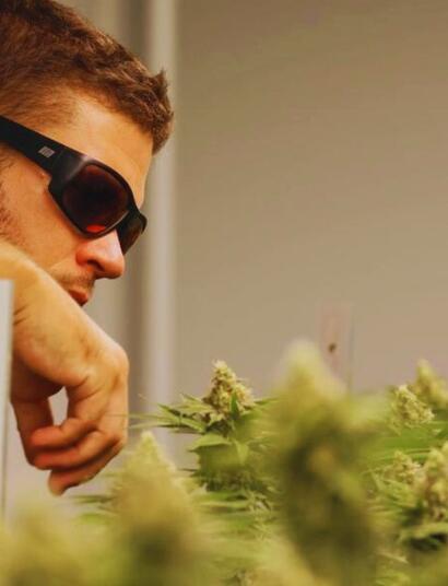 Profesjonalna uprawa konopi w Tajlandii