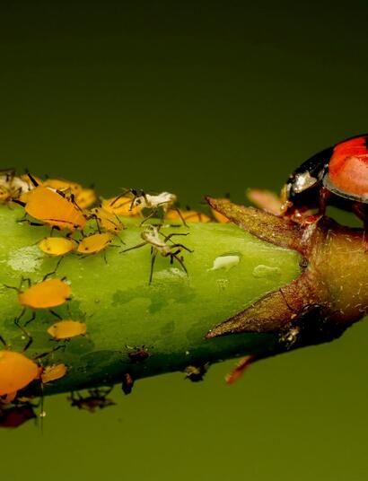 Přátelský hmyz při ochraně konopí před skůdci