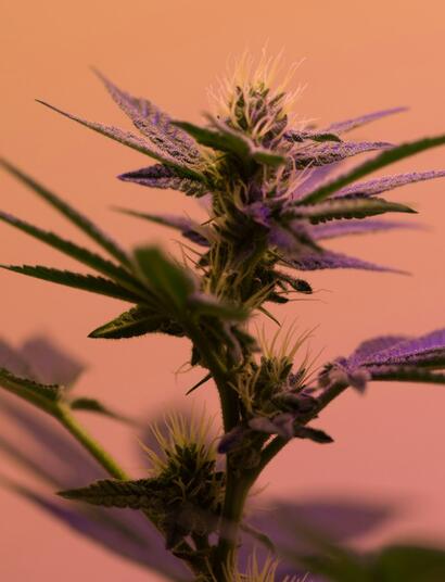 Přechodná fáze při pěstování konopí indoor a naše tipy