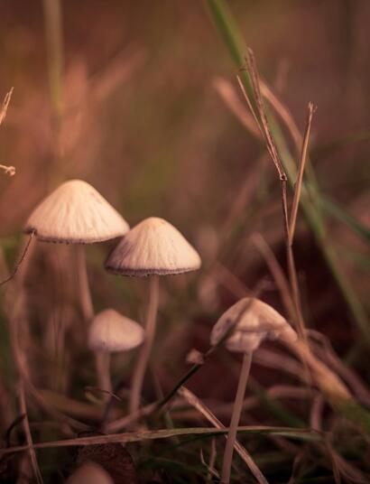 Psychadelics and Cannabis, Similar industries?