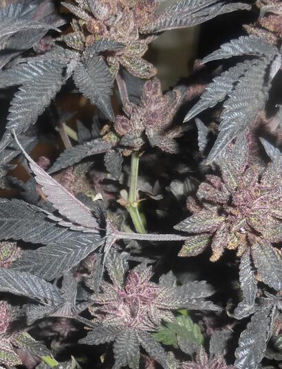 Une variété de cannabis resistante au viroïde du houblon