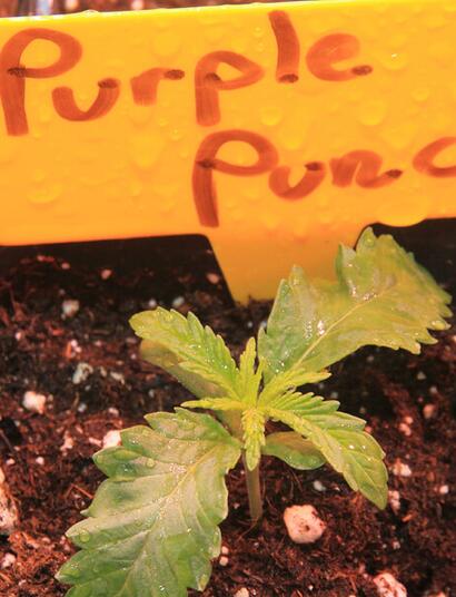 Purple Punch: Un sueño púrpura de resina