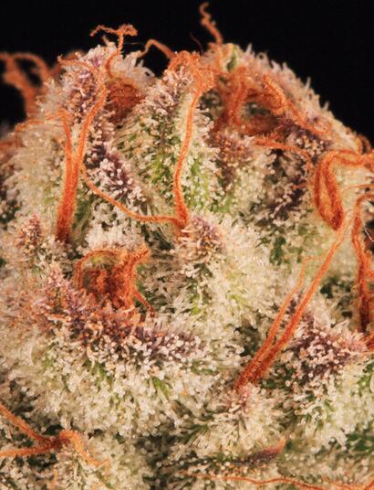 La Purple Punch: Une résine pourpre de rêve