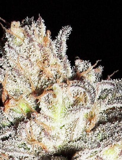 Purple Kush