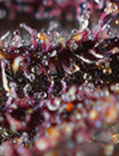 Tres variedades de cannabis moradas que te harán flipar