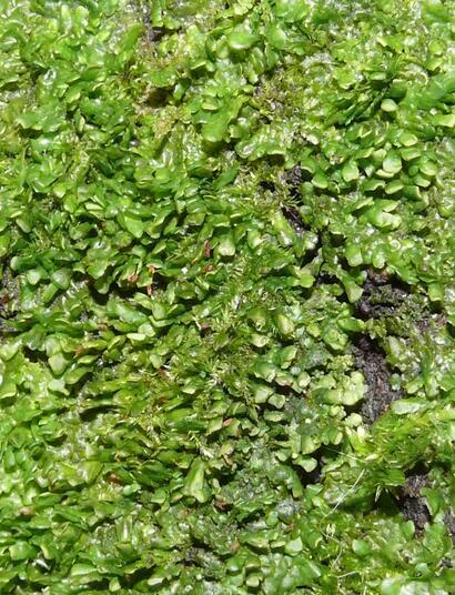 L’autre plante du mois : Radula perrottetii	