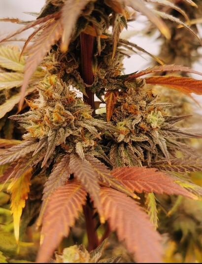 Raritäten der Welt der Cannabispflanzen 