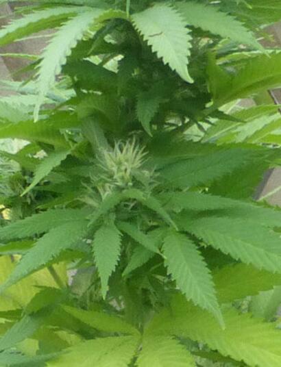 La Nouvelle-Zélande va t-elle voter pour la légalisation du cannabis ?