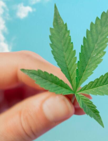 Italie : lancement d’un référendum sur le cannabis